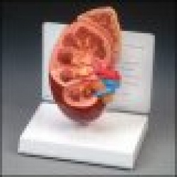 Basic Kidney Model