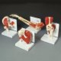 Muscled Joint Set