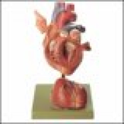 Human Heart Model