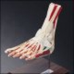 Deluxe Foot and Ankle Model