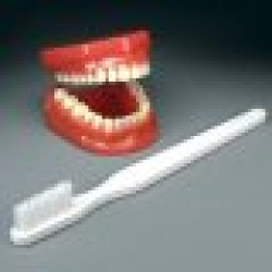 Flossing & Brushing Model w/tb