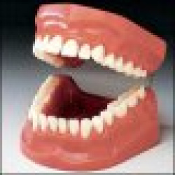 Flossing and Brushing Model