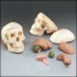 Mr. Thrifty Skull with 8-Part Brain