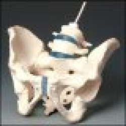 Male Pelvis