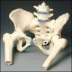 Female Pelvis without Femurs