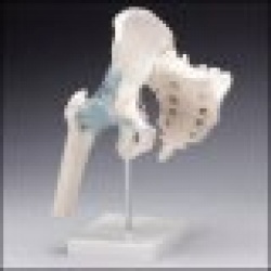 Hip Joint with Ligaments