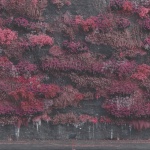 Even In Arcadia (CD)