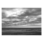 Tonic immobility (cd)