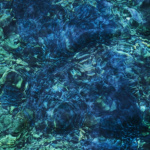 Luminescent Creatures (CD)