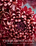 CHRYSANTHEMUMS HB