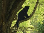 Raven The Phantom Cat