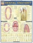 Dental Anatomy