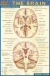 Brain