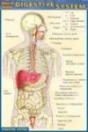 Digestive System