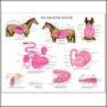 Equine Digestive Anatomy Chart