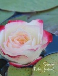 Sermon Notes Journal - A One Year (52 Week) Journal for Collecting Your Sermon Notes - Water Lily in Pond