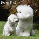 Bichon Frisé - Gelockter Bichon 2023 - 16-Monatskalender